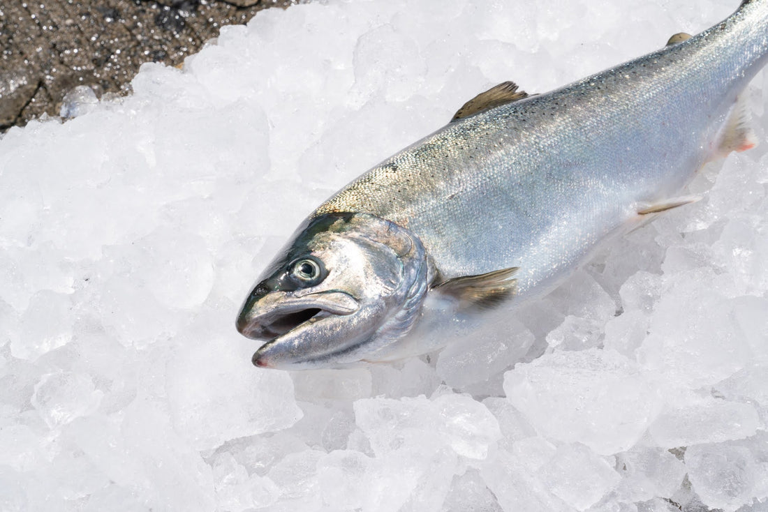 サクラマスってどんな魚?