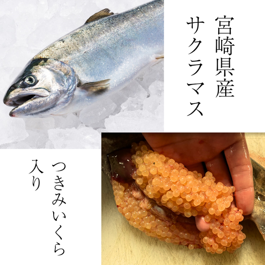 【予約販売】宮崎県産「サクラマス（つきみいくら入り）」丸々一尾【10/21～11/21お届け】