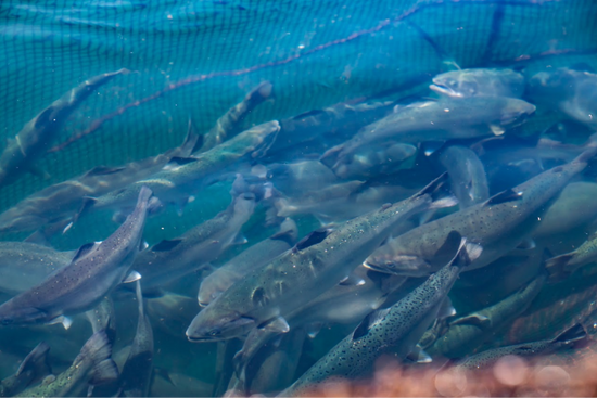 サクラマスとは – FISH FARM SAKURA